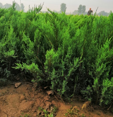 [柏树批发]沙地柏价格0.80元/棵 - 一亩田