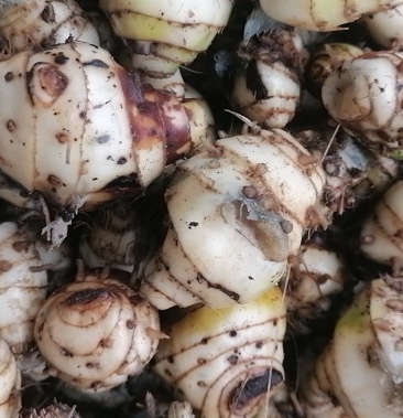 [狗脊批发]九子连环草价格20.00元/公斤 - 一亩田