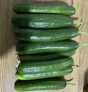 [小黄瓜批发]荷兰水果黄瓜价格3.00元/斤 - 一亩田