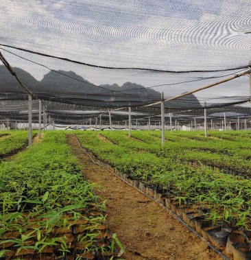 00元/棵 - 一亩田