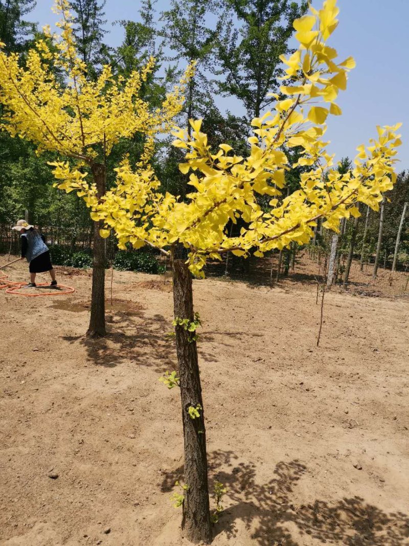 金叶银杏树苗木基地免费参观金叶银杏树苗彩叶银杏树苗木基地