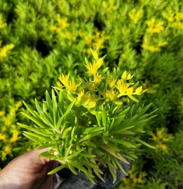 佛甲草黄金佛甲草金叶佛甲草黄金条地被坪种植基地