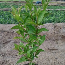 红王子锦带（锦带苗）绿化工程专用苗木红王子锦带）种植基地