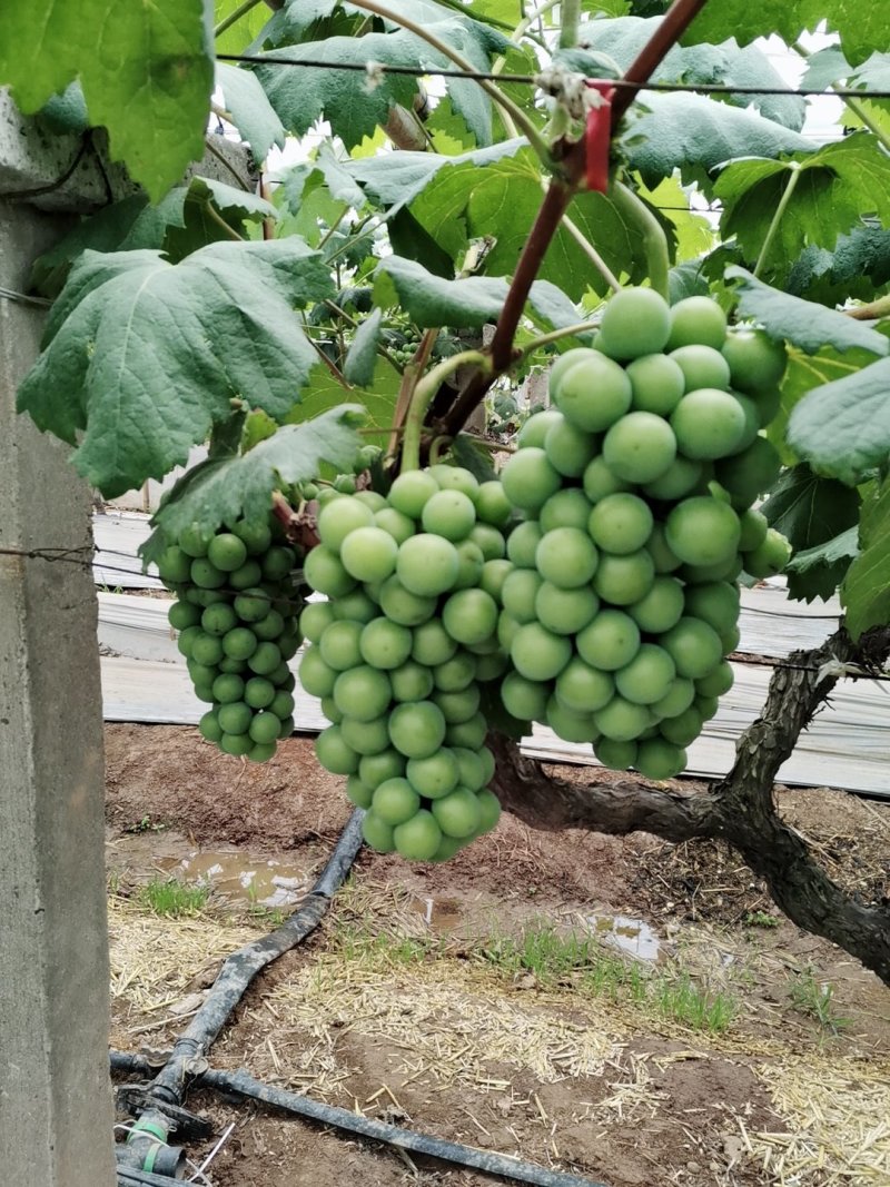 藤稔葡萄,可视频看货,支持线上交易!
