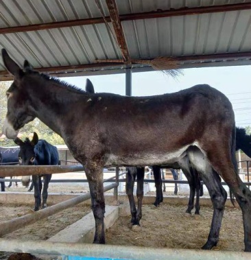 [活驴批发]肉驴 德州肉驴 基地直销 近地区免费配送,可实地看货!
