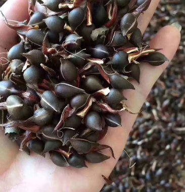 沉香种子国家二级保护植物