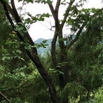 紫荆