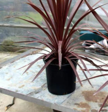 [朱蕉批发]红巨人朱蕉价格15.00元/棵 - 一亩田