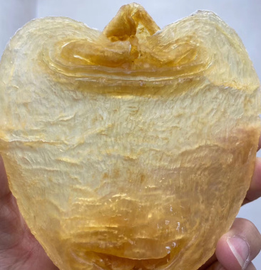 非洲赤嘴赤嘴鱼肚赤肚