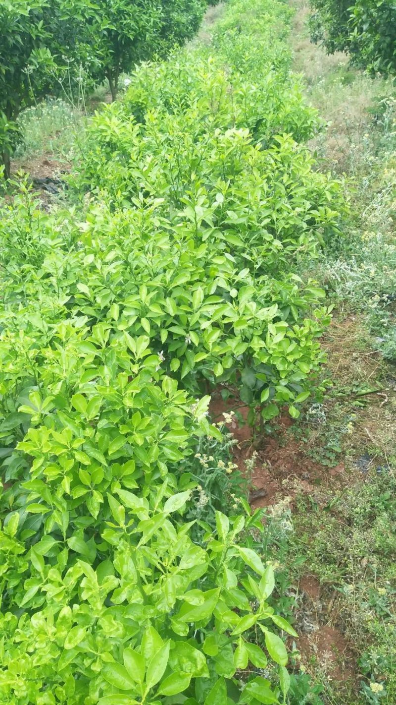[沃柑苗批发]四川成都蒲江县柑桔苗 10.00元/棵爱媛苗 耙耙 _ 一亩田