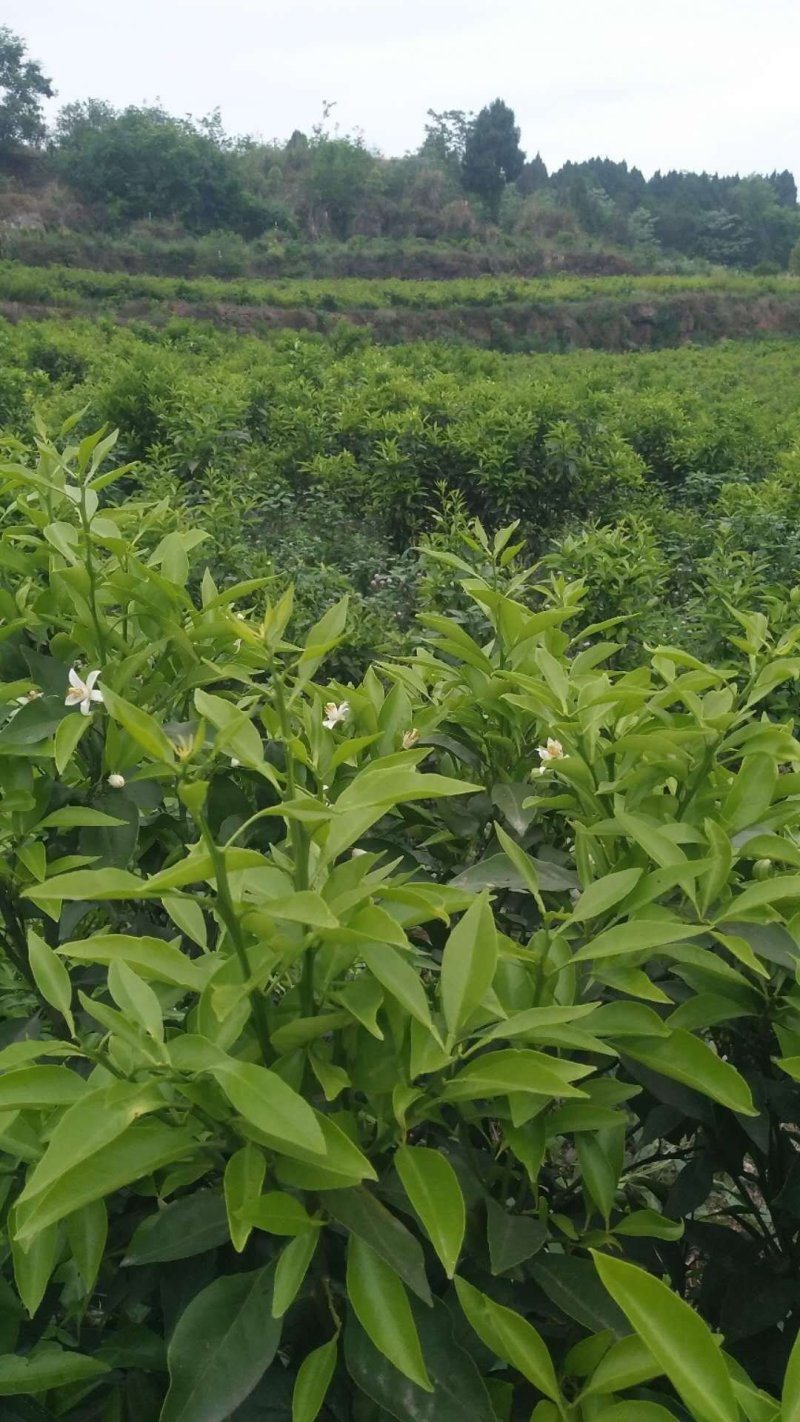 [沃柑苗批发]四川成都蒲江县柑桔苗 10.00元/棵爱媛苗 耙耙 _ 一亩田