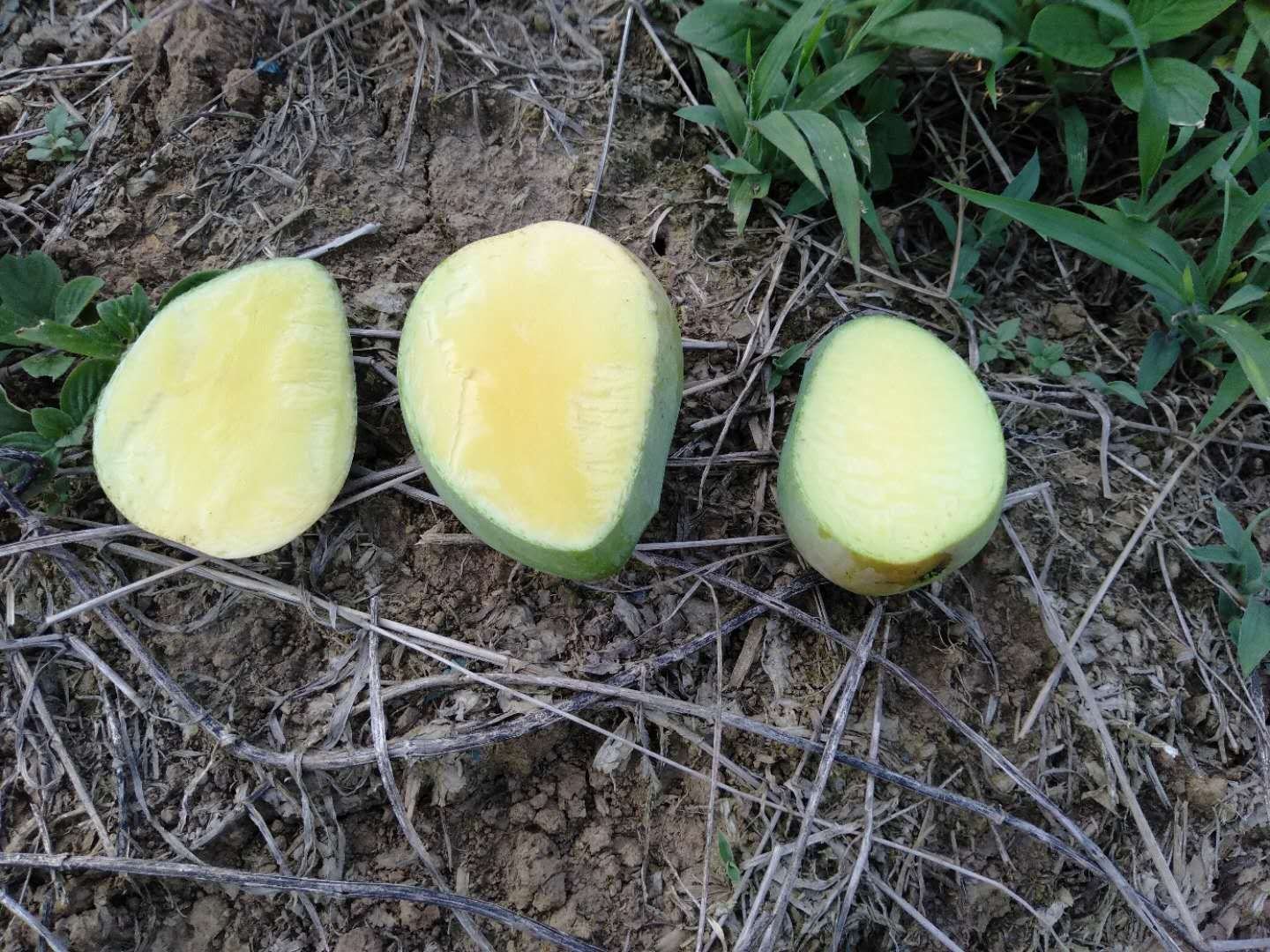 不同品种芒果对比图