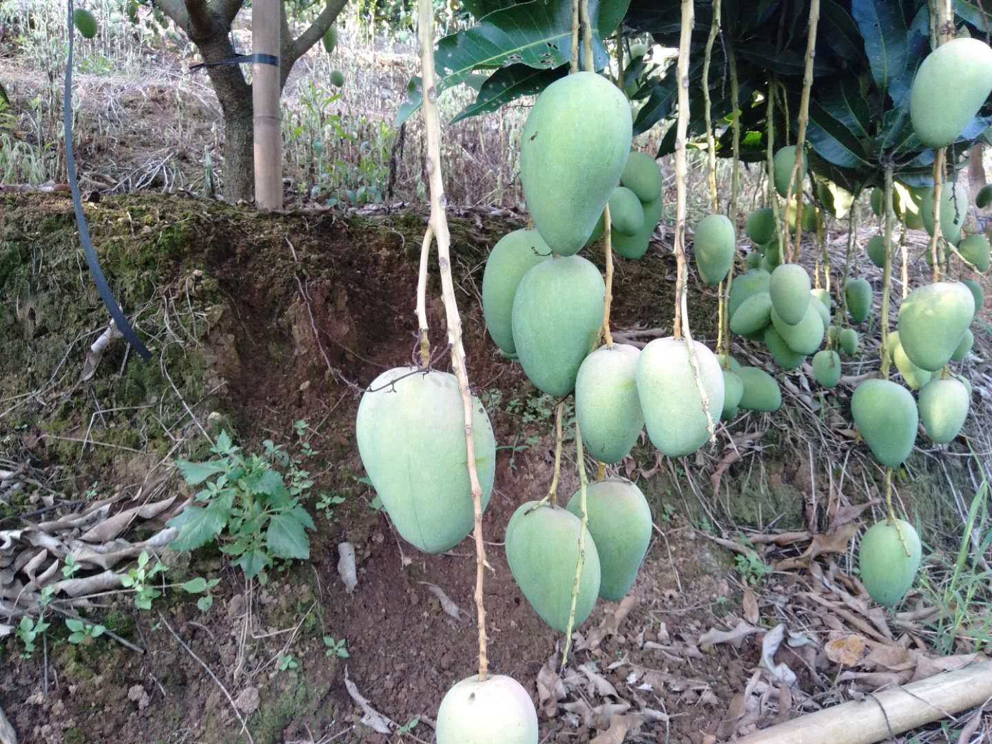 小台农芒果形与果蒂对比图