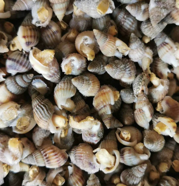 熟冻海锥海瓜子熟冻海瓜子