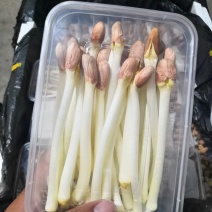 海玉花生芽什么包装都有