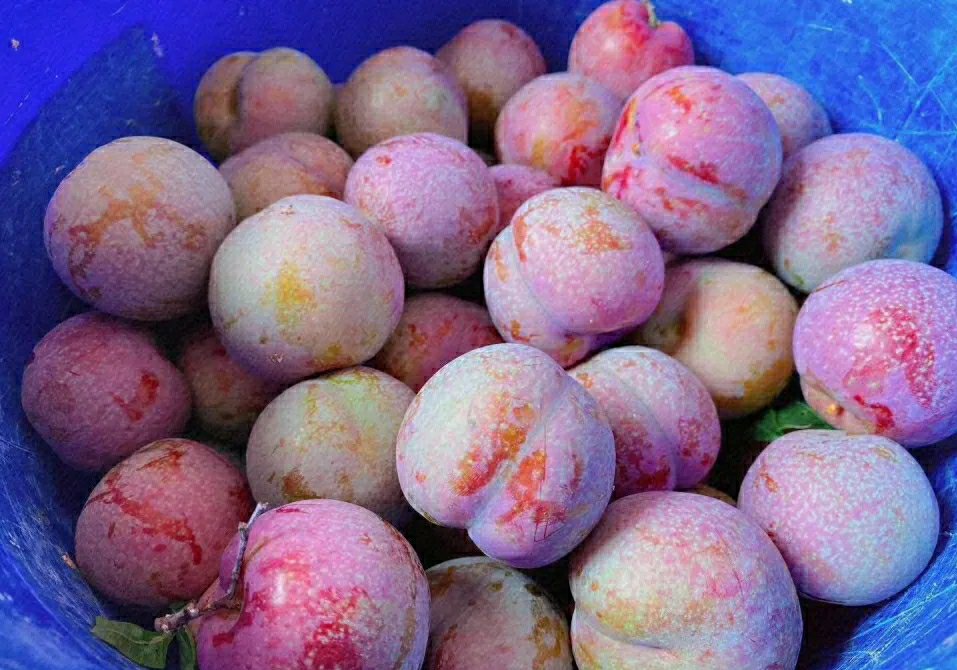 一篮刚采摘的新鲜三华李子,果实呈紫红色带白霜,表面光洁,部分带有枝叶残留,背景为清晨果园雾气缭绕,突出原生态品质 新鲜采摘的三华李子特写