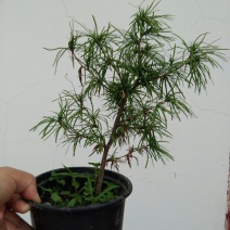 金钱松盆景素材造型松素材保湿发货