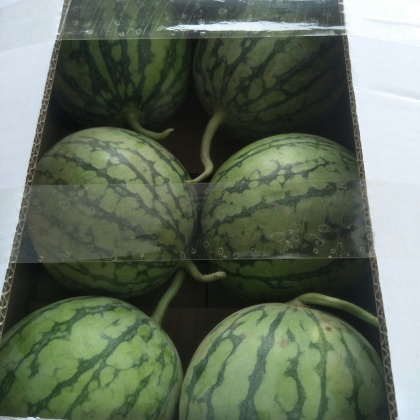 周口墨童西瓜产地行情