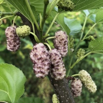 白珍珠果桑苗桑葚苗特甜果桑苗白色桑葚