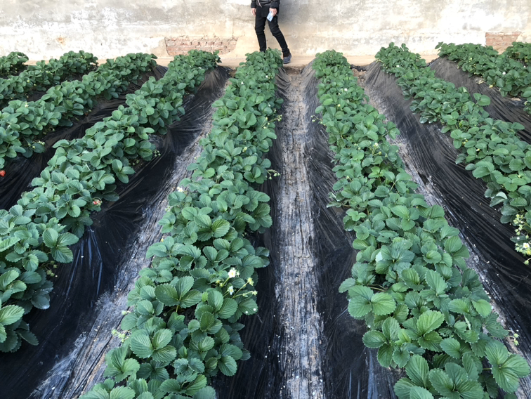 草莓种植地膜覆盖效果展示 草莓种植地膜覆盖效果展示