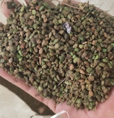 黄栌种子,2020年的新种子