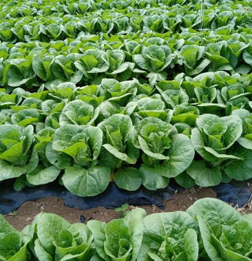 大棚娃娃菜还有七八天