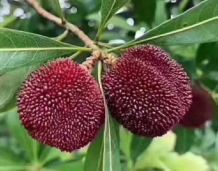 东魁杨梅果实在枝头成熟