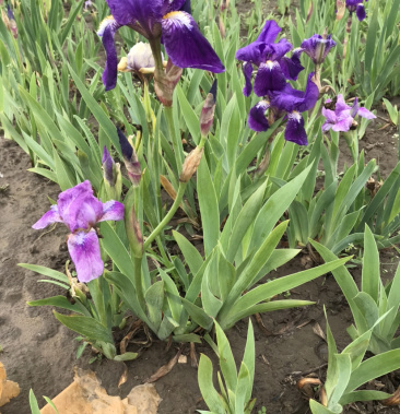 紫褐鸢尾 直产直销. 批发价格