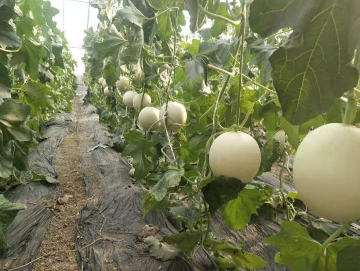 香瓜玉菇种植基地航拍图