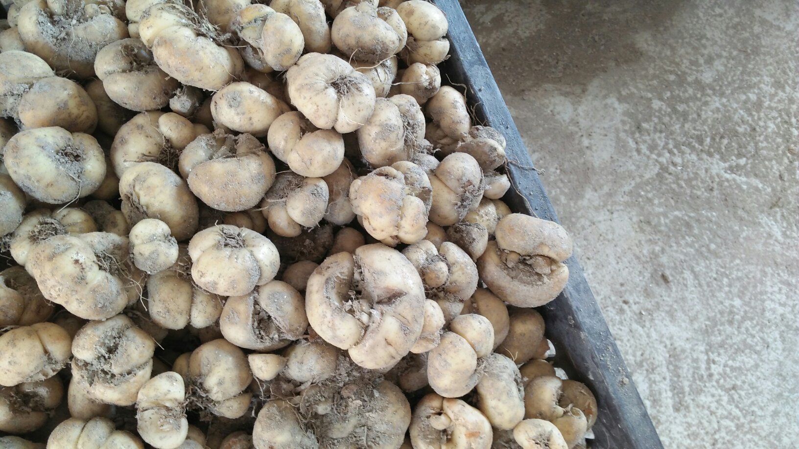 新鲜采挖并晒干的浙贝母鳞茎,表面黄白色至淡棕黄色,呈扁球状,外层由两片肥厚的鳞叶组成,顶部开口,底部有根痕。背景为竹编簸箕,体现传统中药材晾晒场景 浙贝母干品特写