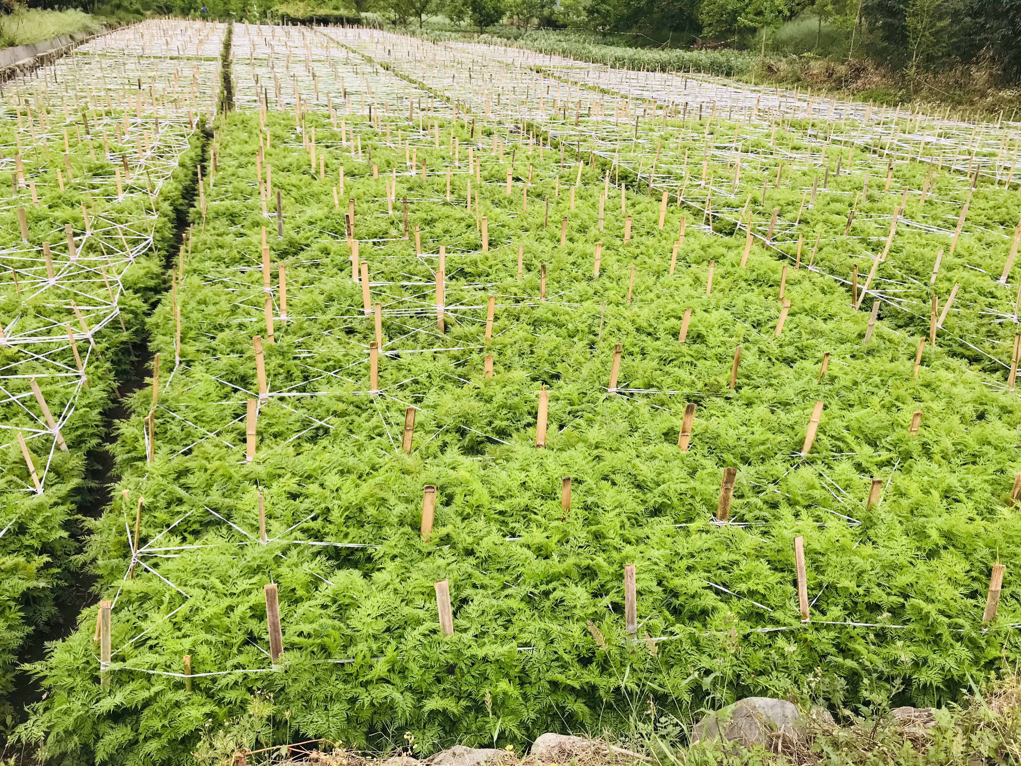 无人机航拍视角:四川遂宁白芷种植基地(左侧)与彭州川芎种植基地(右侧)相邻分布,田块呈规则网格状;近景可见白芷植株高约1米,伞形花序初绽;川芎田块覆盖黑色防草膜,垄沟清晰;远处山丘标有'川产道地药材核心产区'地理标识牌 川芎白芷GAP种植基地航拍图