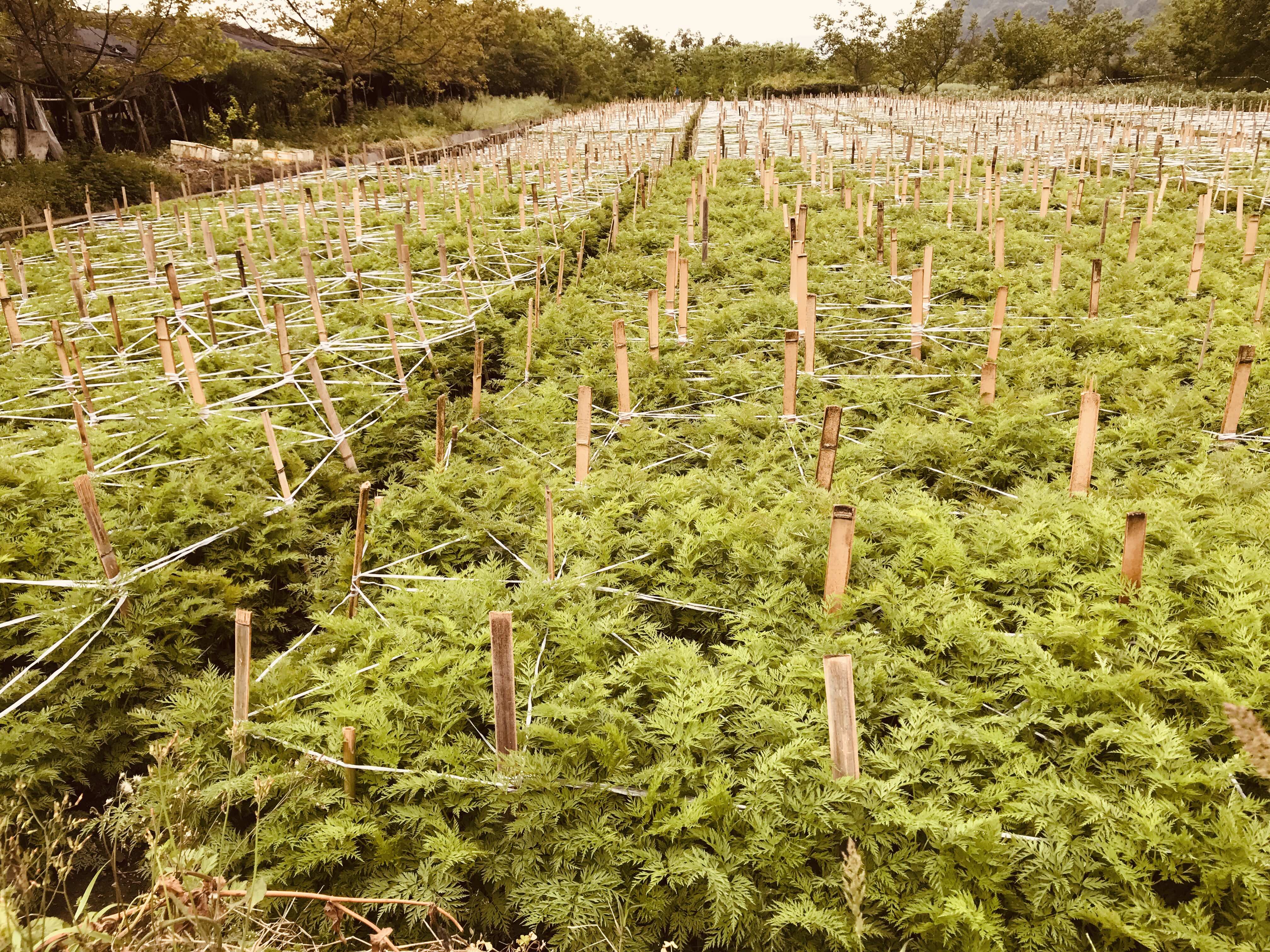四川都江堰石羊镇川芎GAP种植基地,采用水稻-川芎水旱轮作模式;田块呈规整方格状,土壤呈青灰色黏壤土;可见覆膜栽培与滴灌系统;远处山体为青城山余脉,海拔620米,昼夜温差12℃,构成川芎道地性核心生态因子 四川都江堰川芎规范化种植基地航拍图
