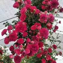 木香花苗七里香盆栽爬藤植物浓香甜蜜红木香四季开花庭院花卉