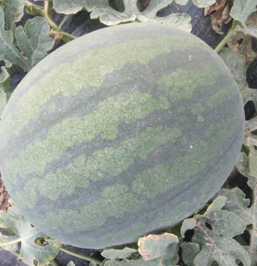 [甜王西瓜批发]黑皮甜王口感一流价格1.20元/斤 - 一亩田