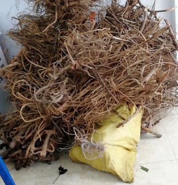 [树地瓜根批发]白花牛奶价格18.00元/斤 - 一亩田