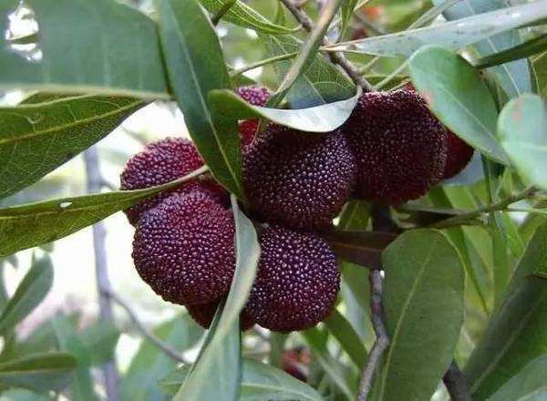 果园中技术人员正在检查东魁杨梅叶片健康状况