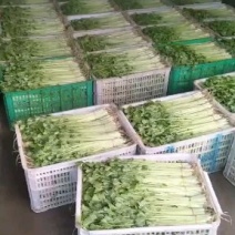 精品芹菜，产地江苏南通海门常年有货。大量上市。