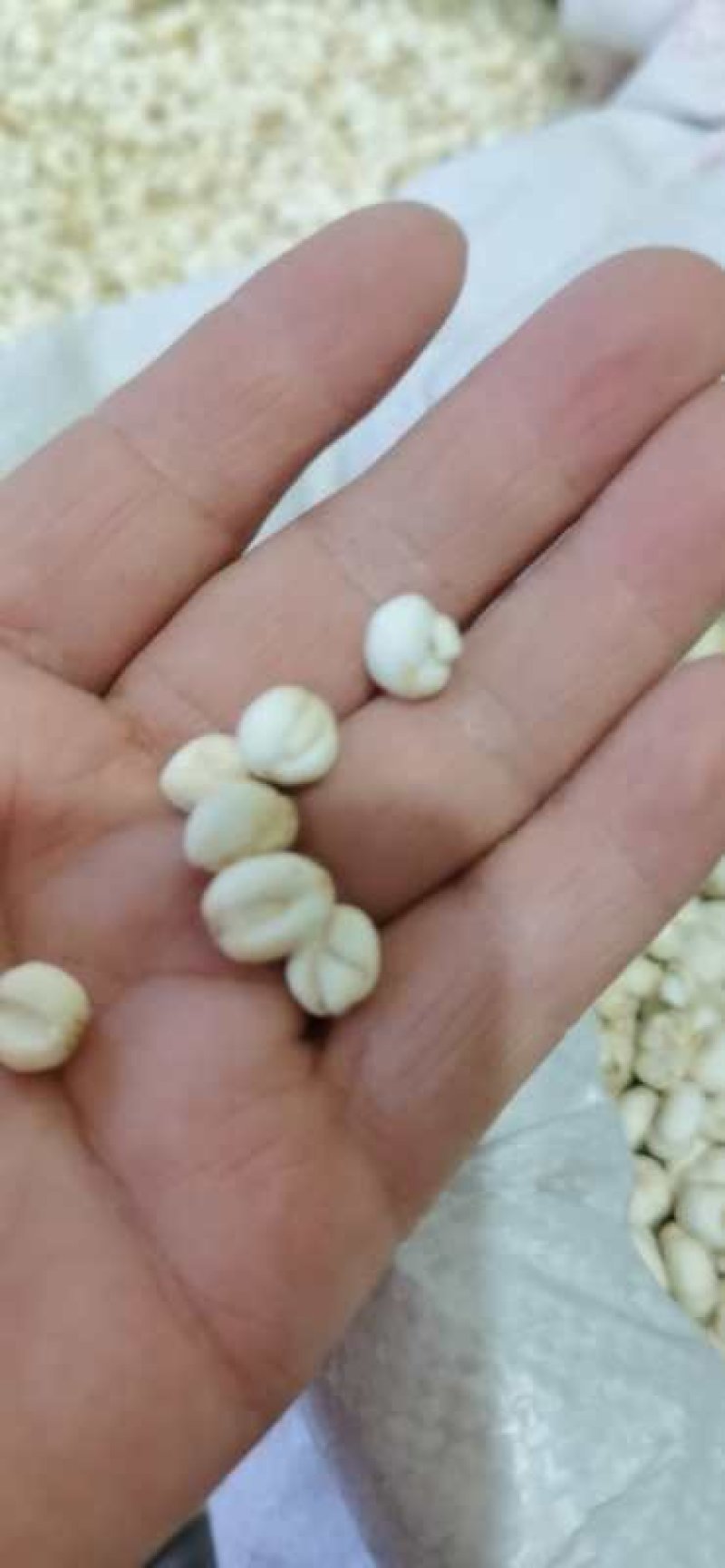平贝一亩地利润(平贝一亩地需要多少斤种子)