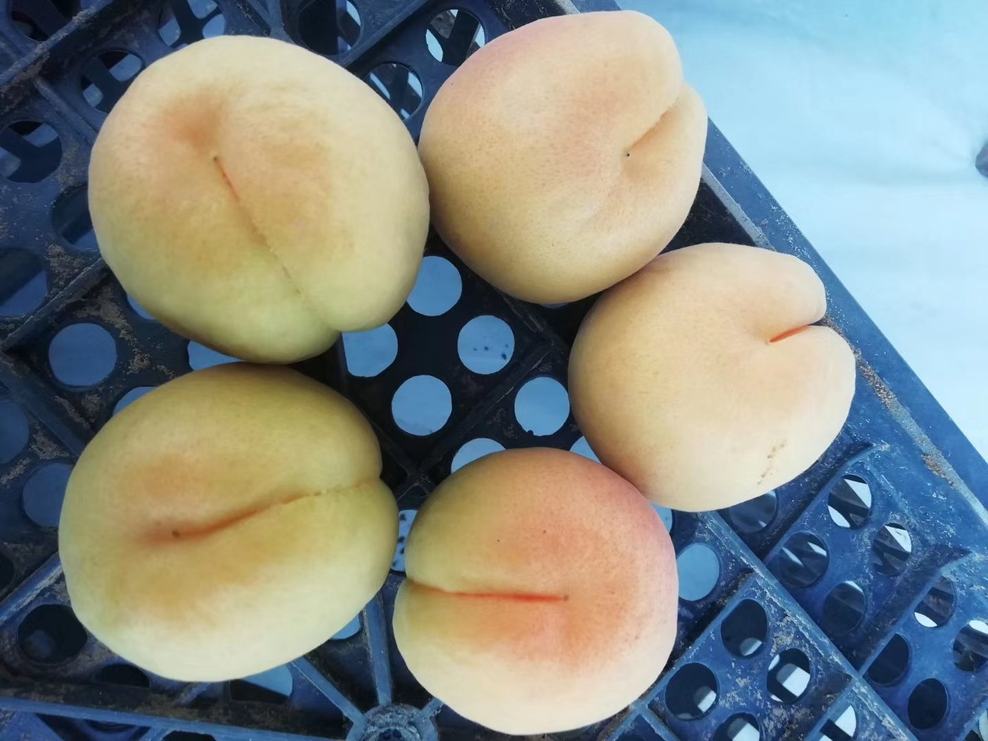 成熟的凯特杏特写