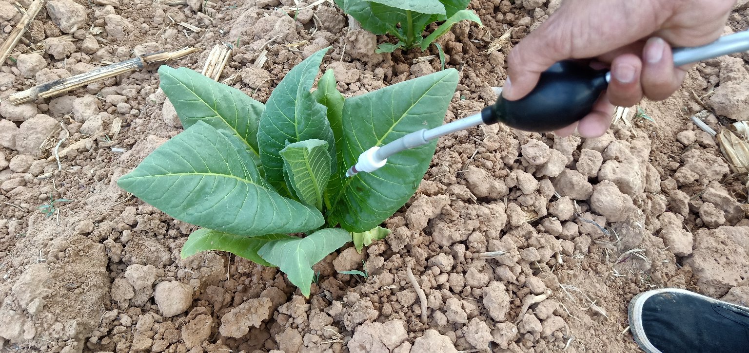 喷雾防治大豆菌核病