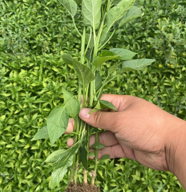 牛角椒苗菜椒苗品種齊全產量高果實大