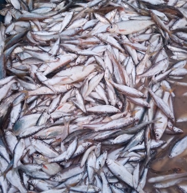 [批发]生鱼仔价格10.00元/斤 - 一亩田