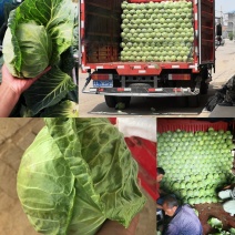 绿甘蓝绿包菜全国发货2斤左右包型好专业团队装车保质保量