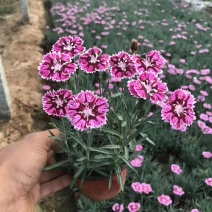 彩虹石竹宿根草花基地直供可视频看货支持线上保障交易