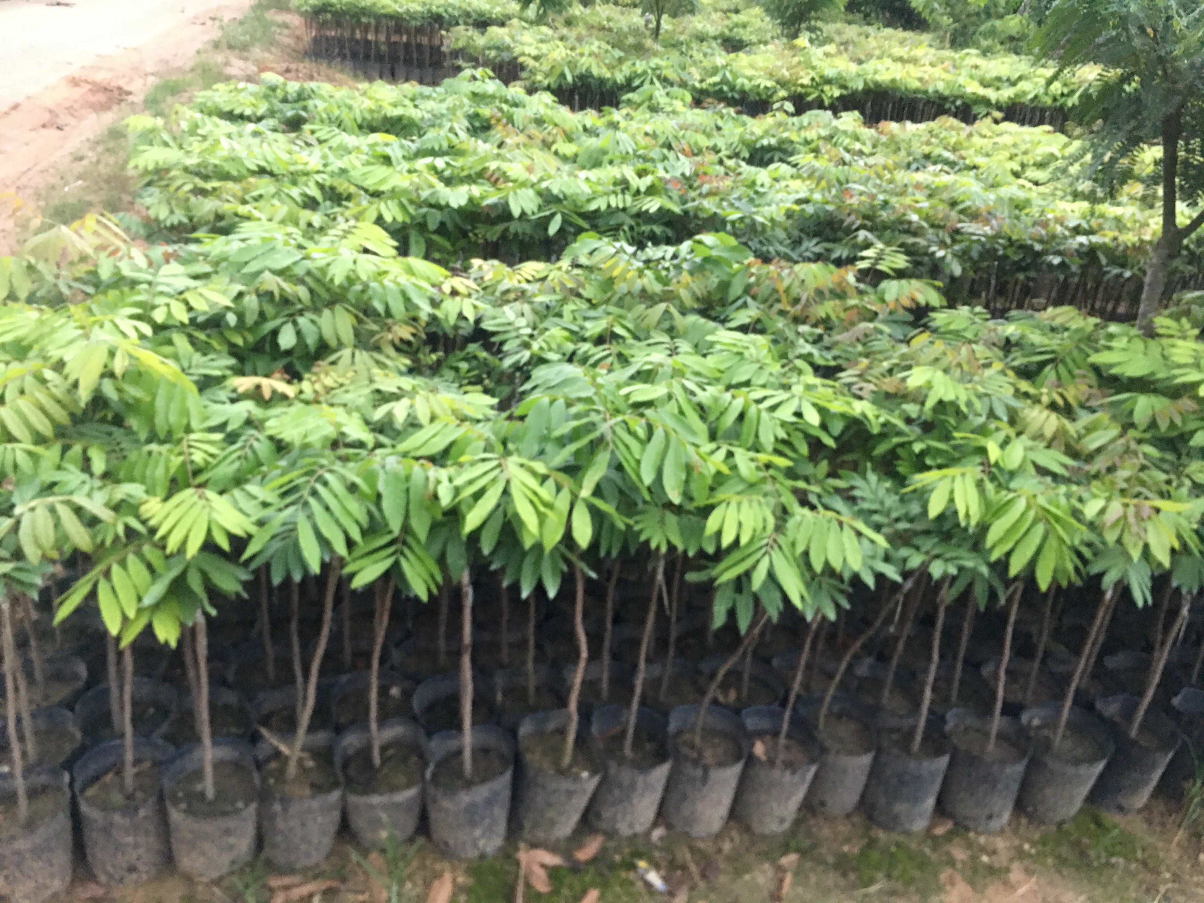 石硖龙眼嫁接苗特写