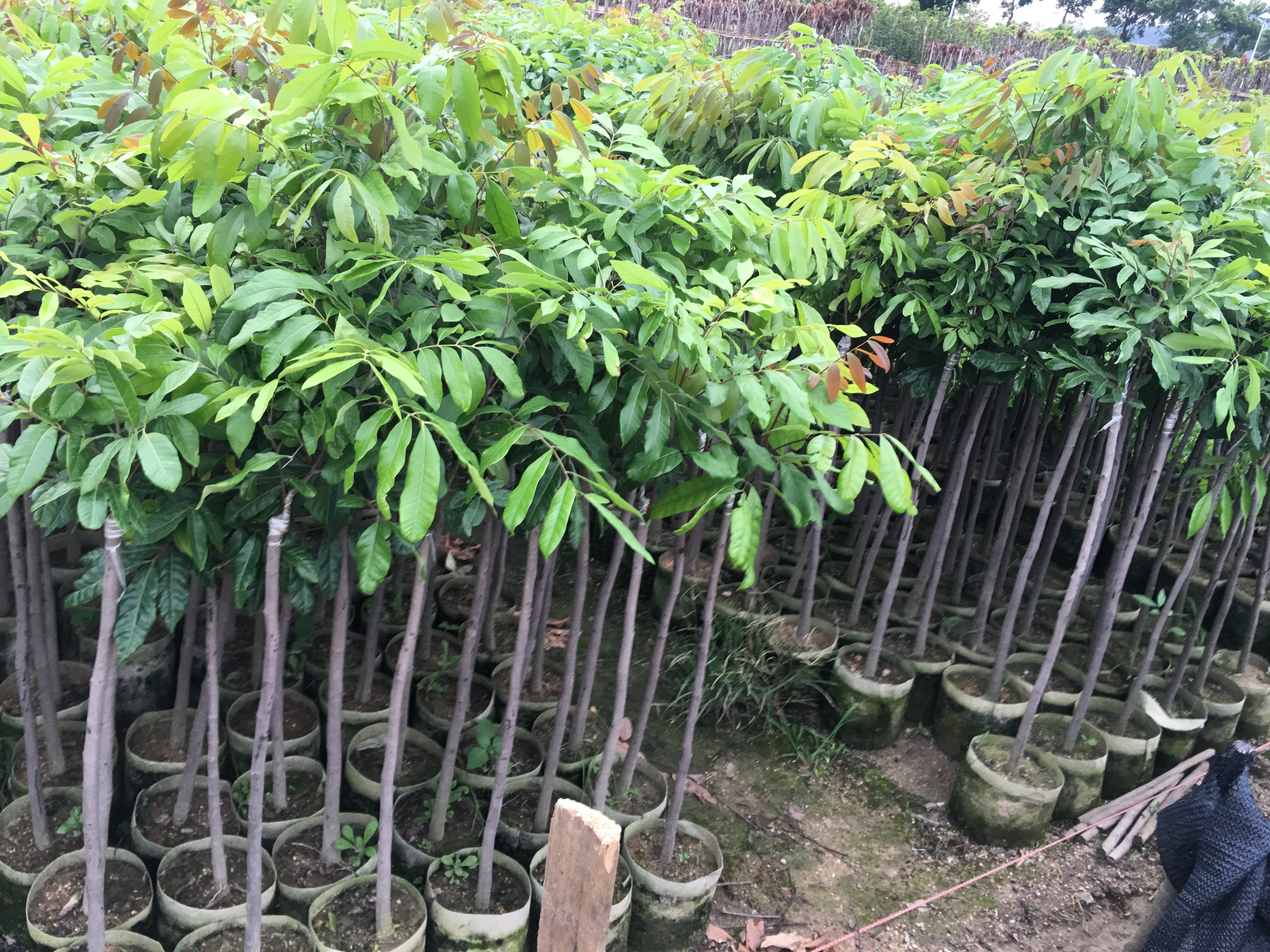 石硖龙眼幼苗特写