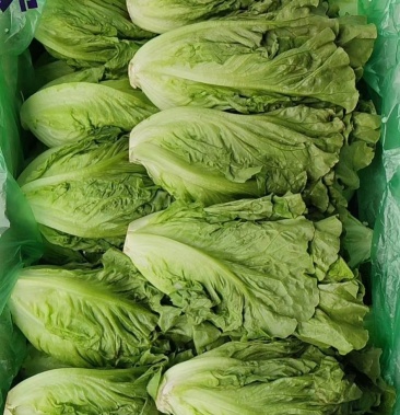 意大利生菜云南全年供应大型种植基地冷链直供全国