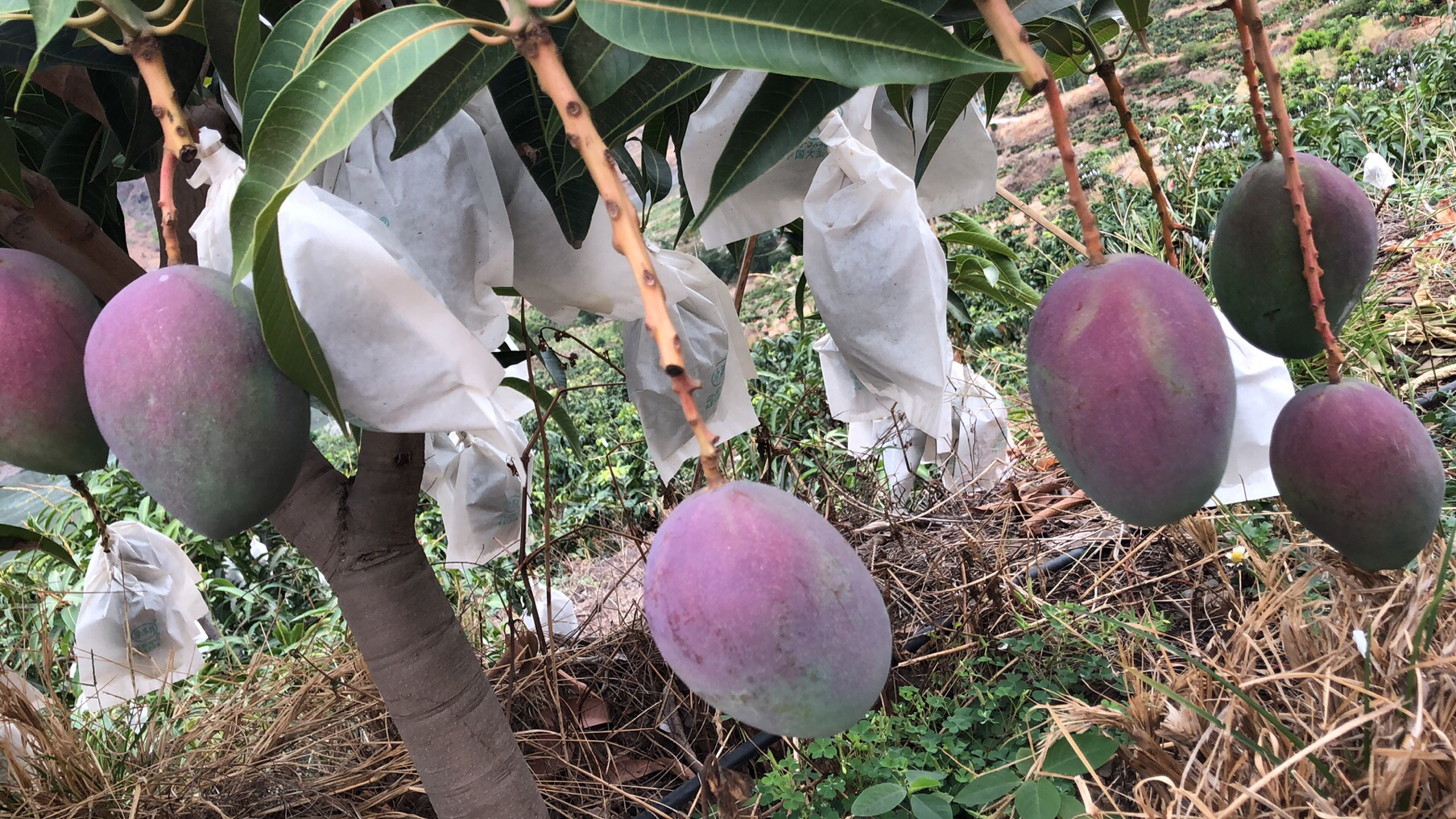 凯特芒种植园航拍图