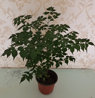 幸福树苗高度30-40公分带盆包邮