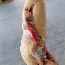 带肺白条鸭